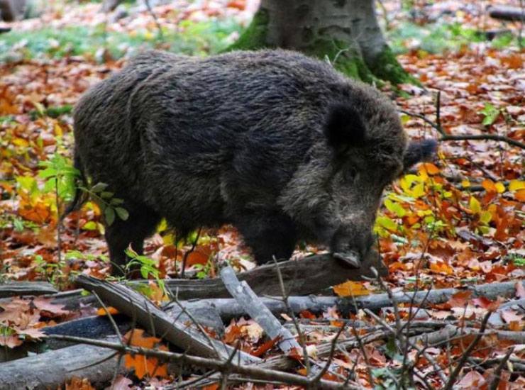 Danni da fauna selvatica, Piemonte in ginocchio - Piemontetopnews.it