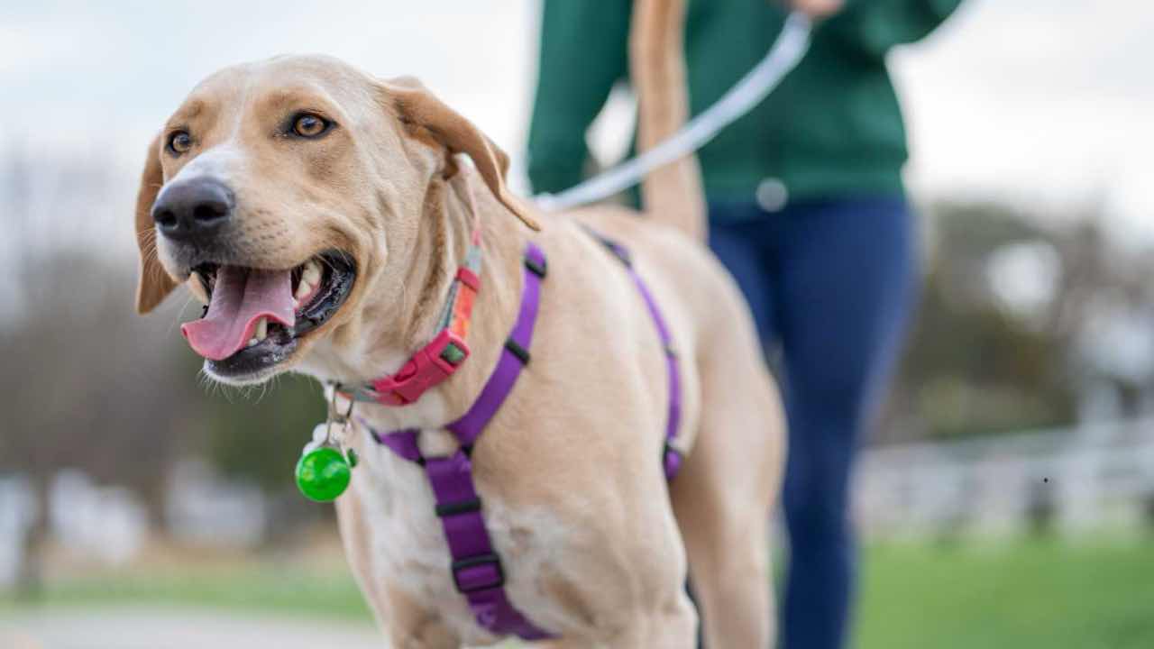 Cane al guinzaglio - fonte_Canva - Piemontetopnews.it
