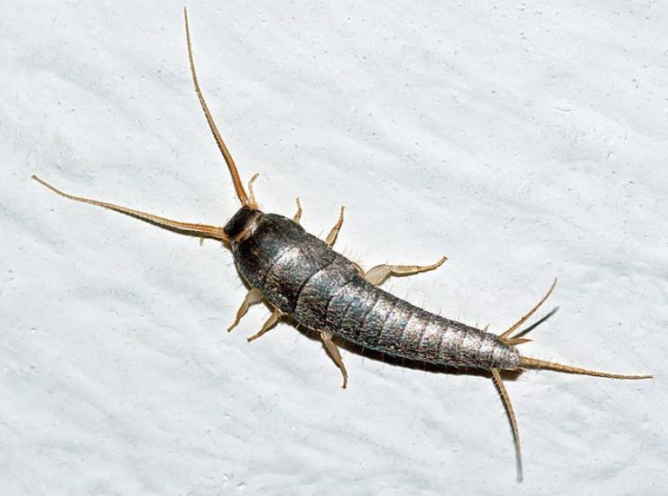 pesciolino d'argento