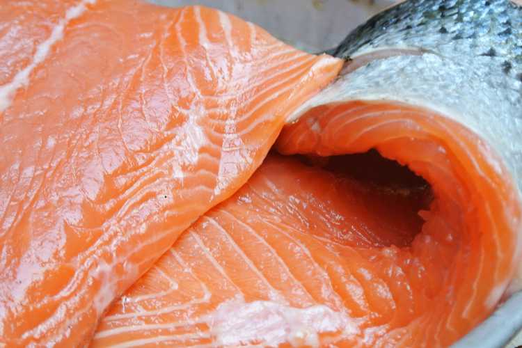 Salmone - fonte_Canva - piemontetopnews.it
