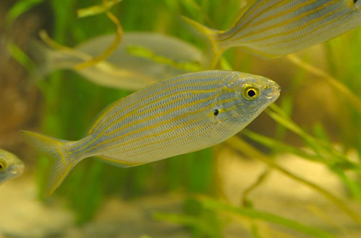 pesce salpa