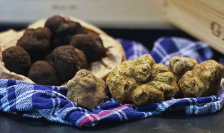 Tartufo (web) - piemontetopnews.it