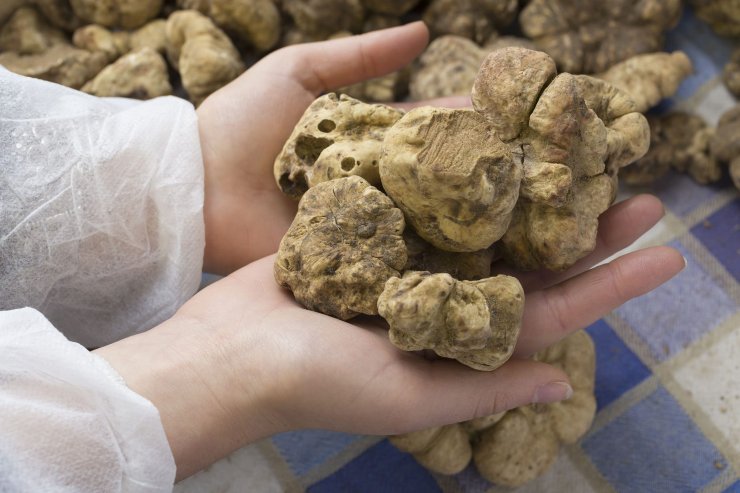 La Fiera del Tartufo 