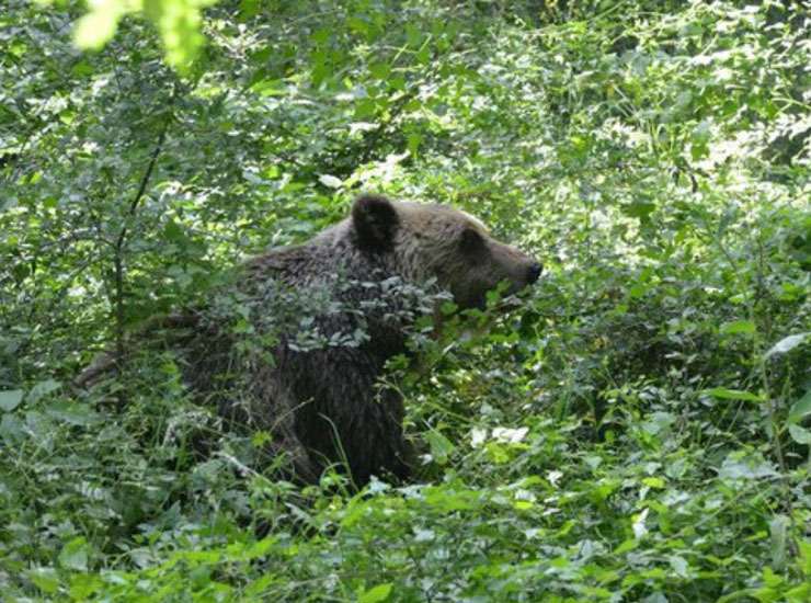 L'orso M29 torna a minacciare il Piemonte - Piemontetopnews.it