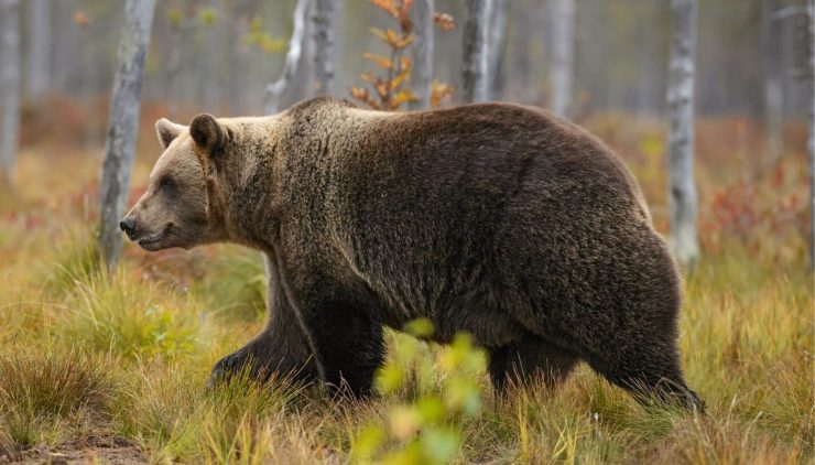 Un orso bruno adulto