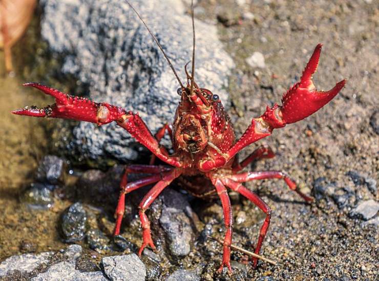 gambero della louisiana