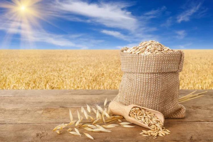 coltivazione-biologica-grano-depositphotos-piemontetopnews.it
