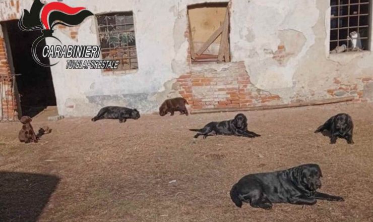 Foto dei cuccioli (Carabinieri) - Piemontetopnews.it