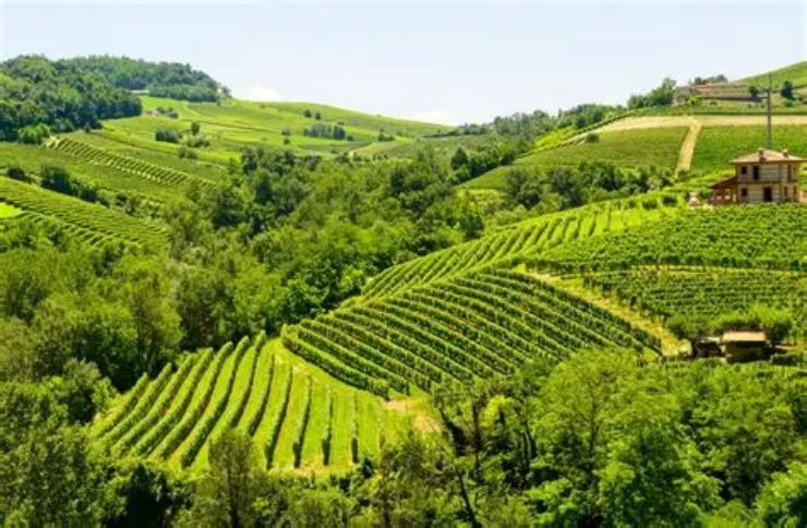 Nasce la nuova agricoltura nelle Langhe