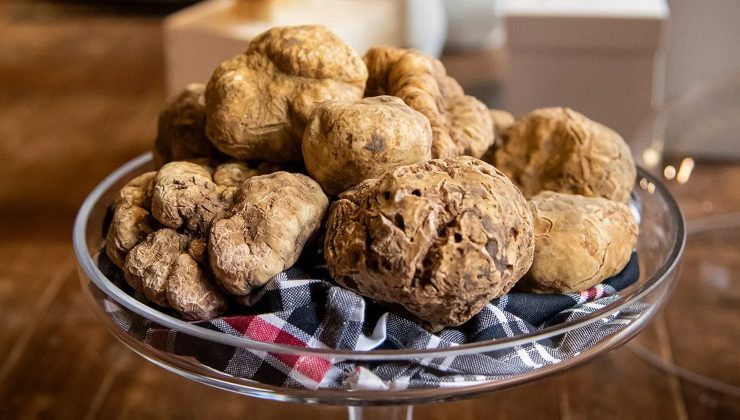 Tartufo bianco d'Alba (web) - Piemontetopnews.it