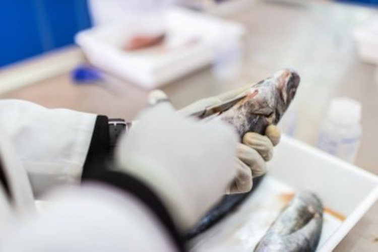 controllo-asl-qualita-pesce-depositphotos-piemontetopnews.it