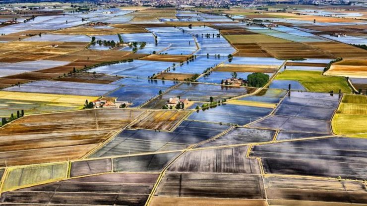 Riso in Piemonte (web) - Piemontetopnews.it