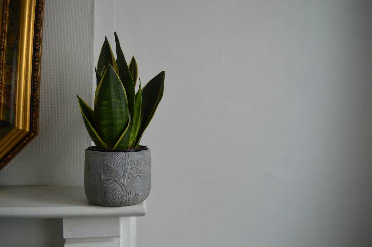 pianta sansevieria