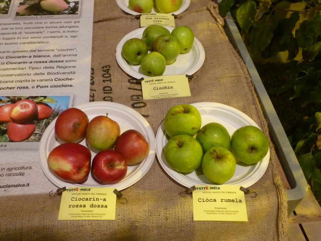 E’ partita la raccolta delle mele, ora si attende la grande fiera novembrina di Cavour E’ partita la raccolta delle mele, ora si attende la grande fiera novembrina di Cavour