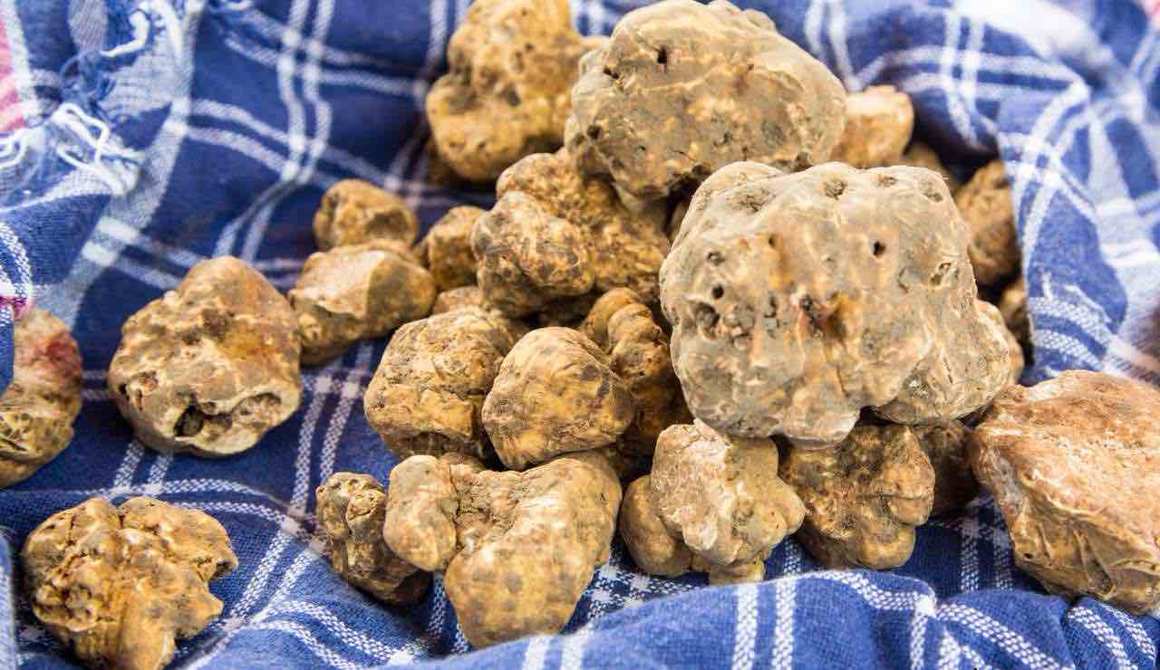 Tartufo bianco - fonte_Canva - piemontetopnews.it