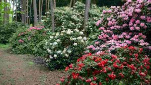 conca-dei-rododendri-zegna-depositphotos-piemontetopnews