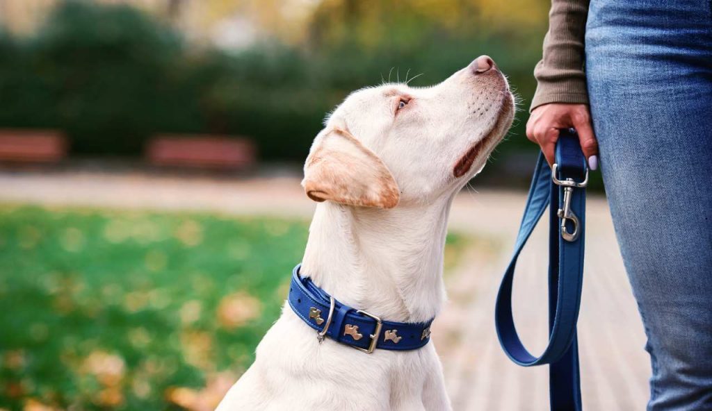 Adottare un cane - fonte_Canva - piemontetopnews.it