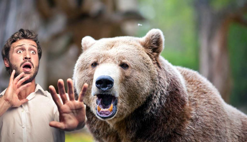 Avvistato orso - fonte_Canva - piemontetopnews.it