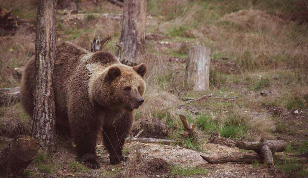 Orso - fonte_Canva - piemontetopnews.it
