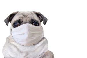 cane-con-mascherina-depositphotos-piemontetopnews.it