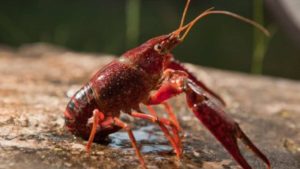 gambero-rosso-della-luisiana-depositphotos-piemontetopnews.it