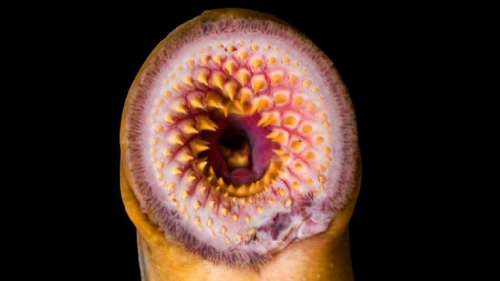 proiezione-di-un-verme-del-pleistocene-ptn-piemontetopnews.it