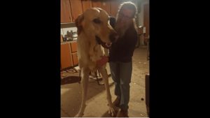 Cane alieno (tik tok) - Piemontetopnews.it