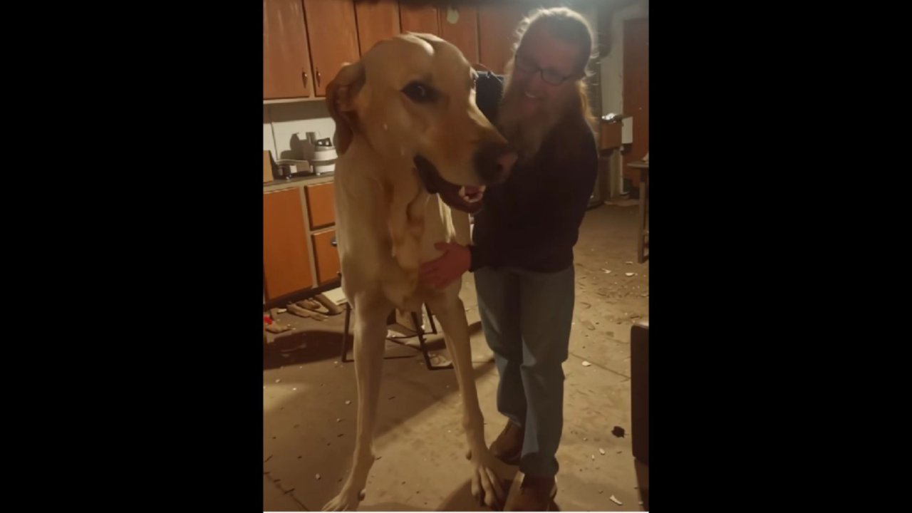 “Mi hanno venduto un cane alieno” | La denuncia di questo proprietario: è grande quanto un cavallo di razza