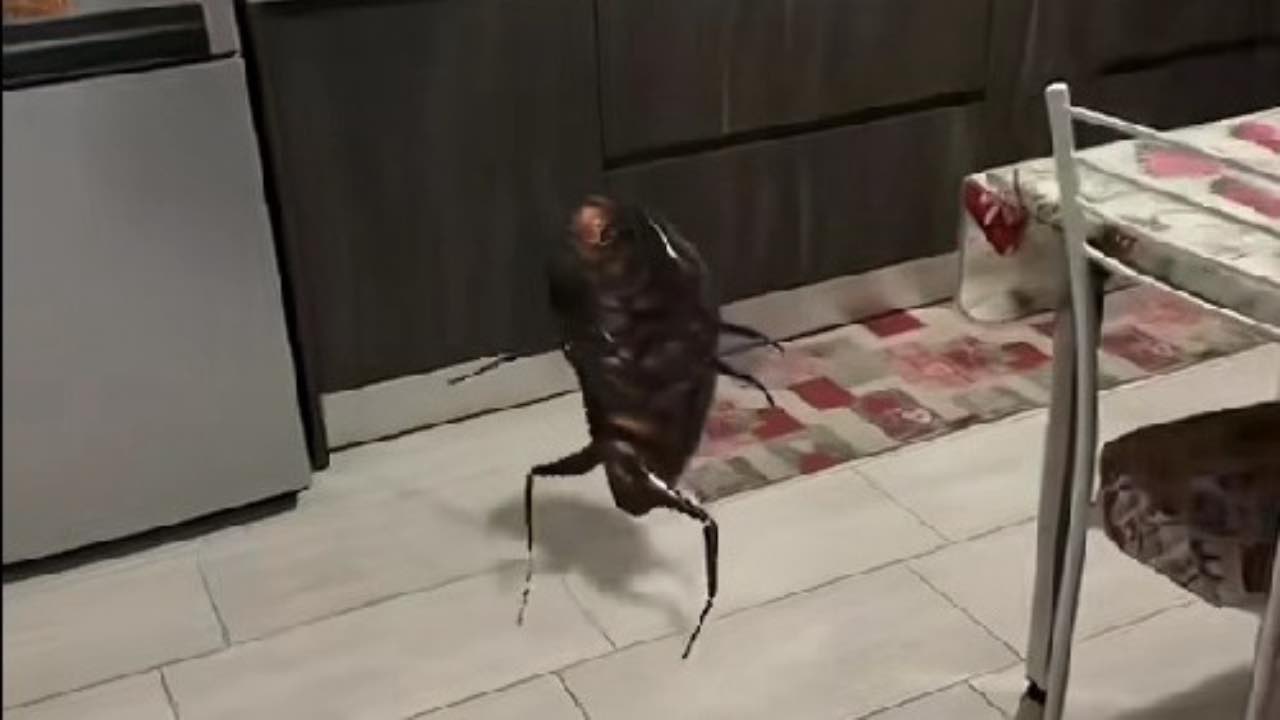 Entra in cucina e trova un mostro: avvistato il giga-scarafaggio in Italia | “Alto quanto la sedia di casa”