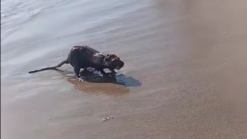 In questa spiaggia italiana non ci sono pesci ma topi giganti: ti fai il bagno nei loro escrementi | Un inferno totale