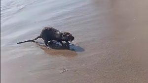 Orrore in spiaggia - fonte_TikTok - piemontetopnews.it