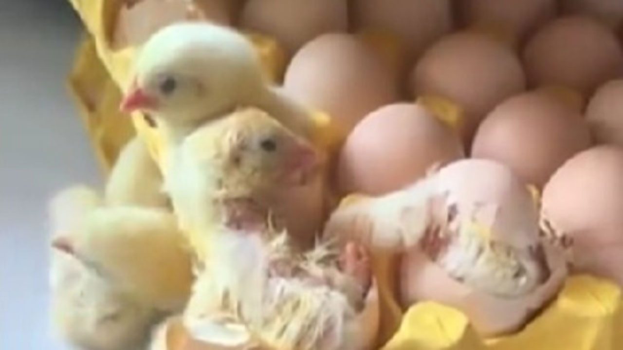 Se in cucina comandano i pulcini - Piemontetopnews.it