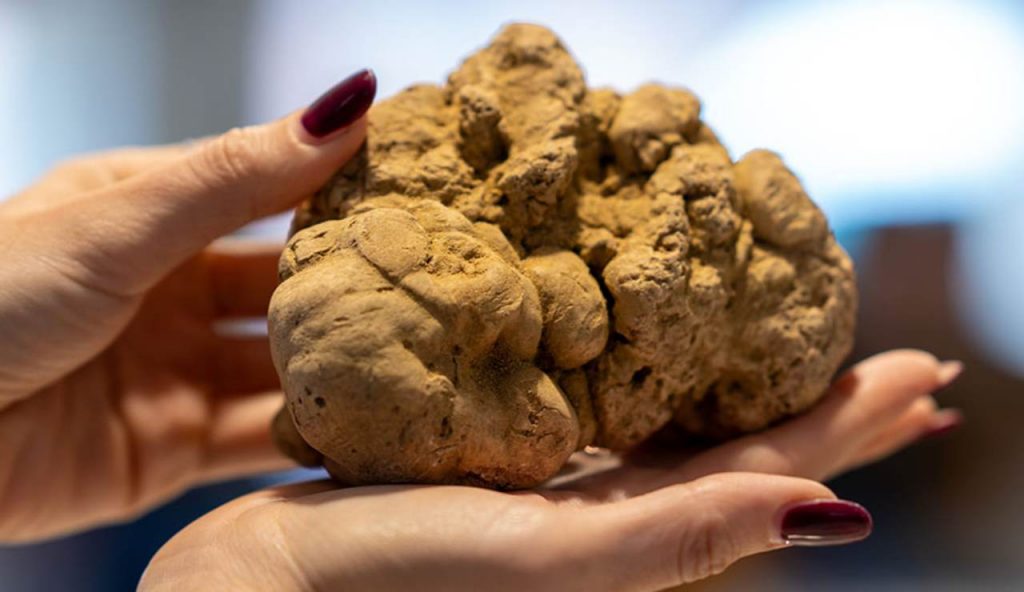 Tartufo di Alba (web) - piemontetopnews.it