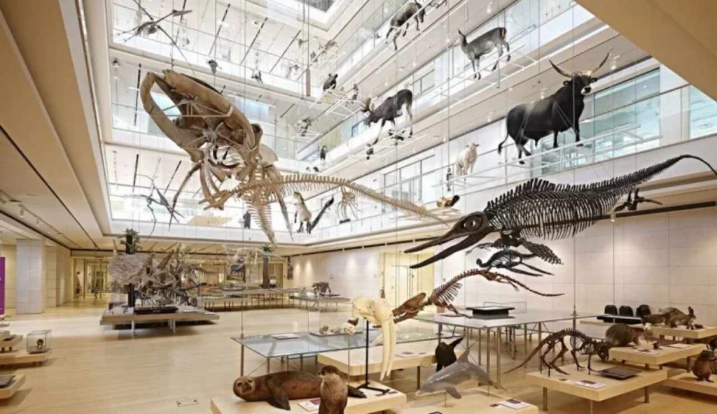 Splendida iniziativa del Museo delle Scienze Naturali