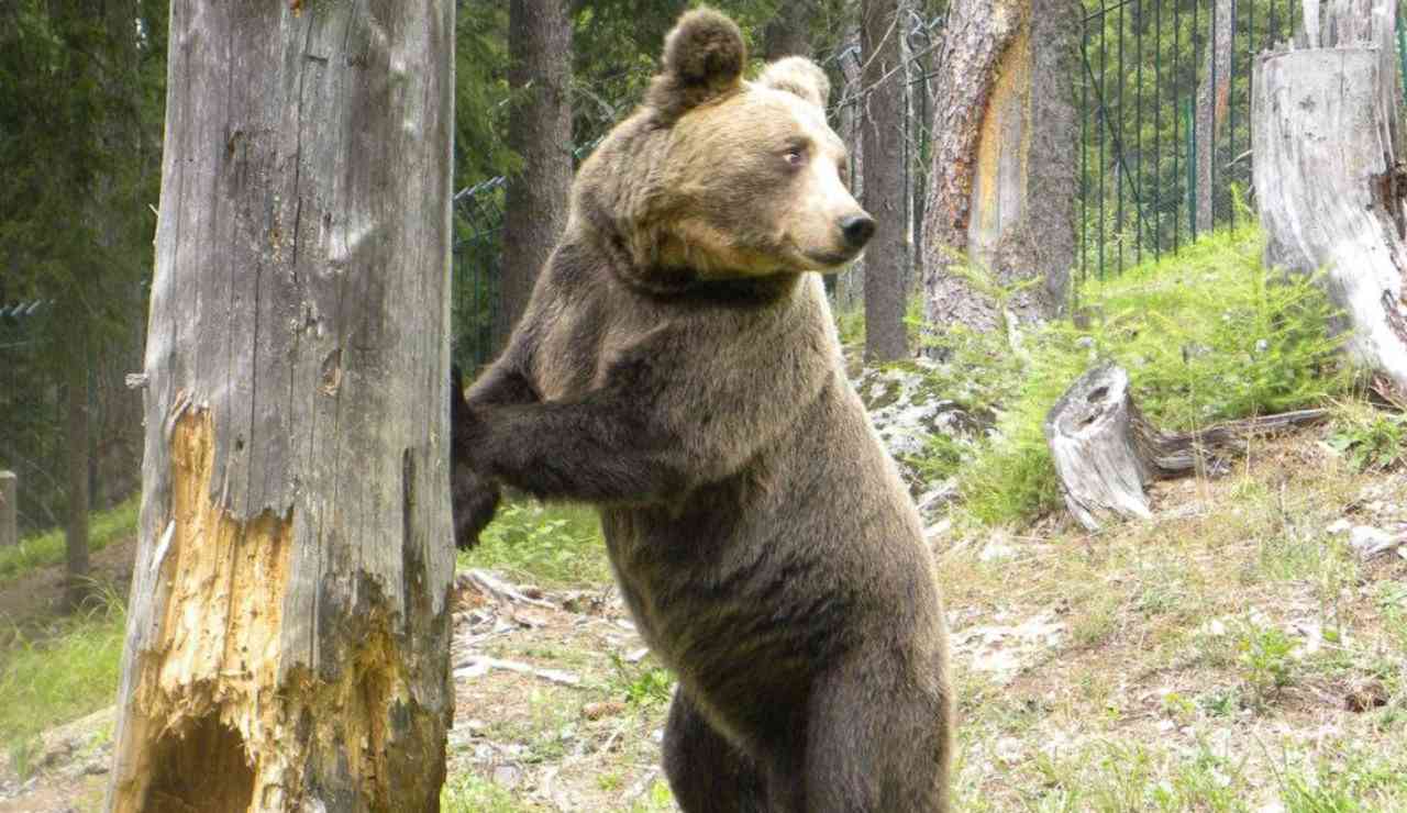 Orso in Piemonte: paura nel Verbano, escursionisti tedeschi chiedono aiuto