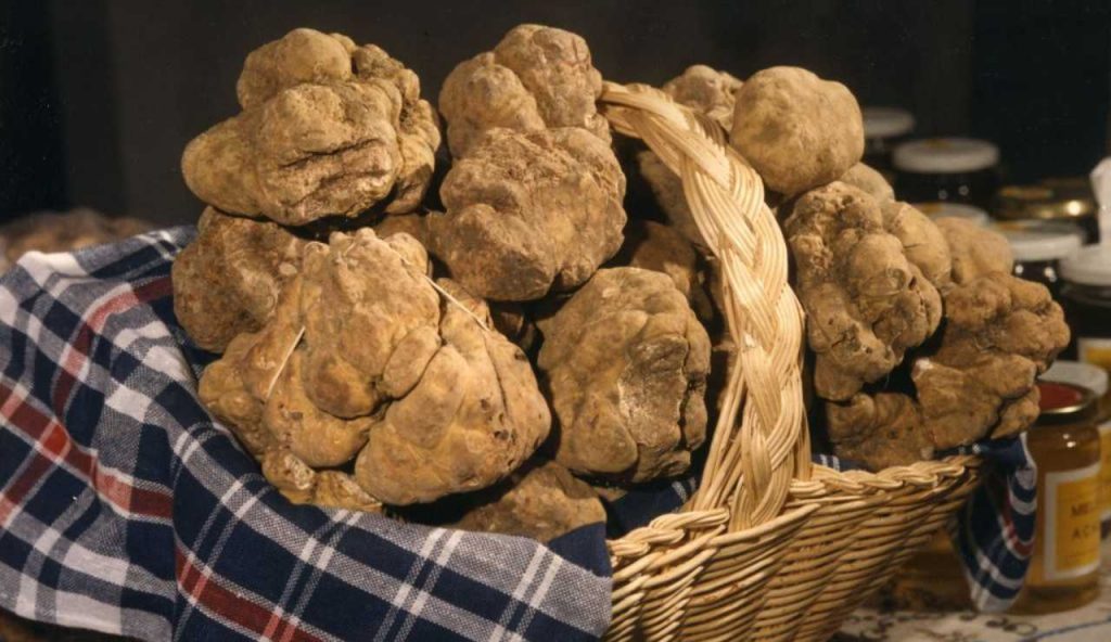 Il Tartufo d'Alba