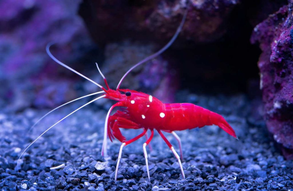 gamberi killer