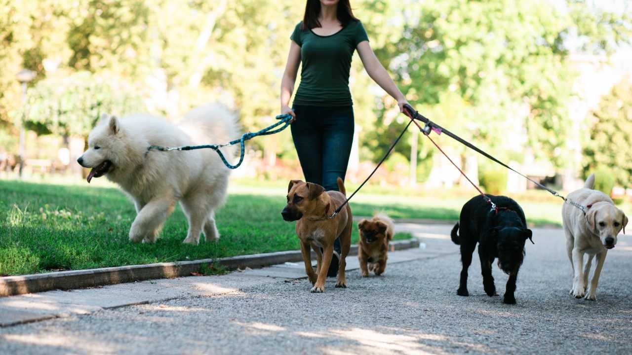 Cani (web) - Piemontetopnews.it