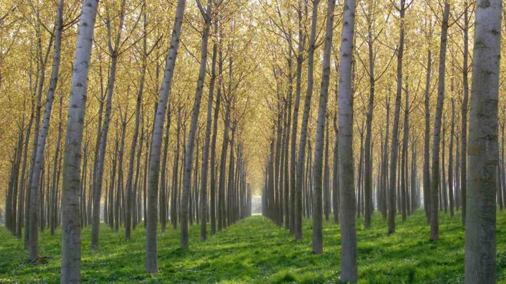 Piemonte, 3,5 milioni per nuovi pioppeti: un investimento strategico per il futuro