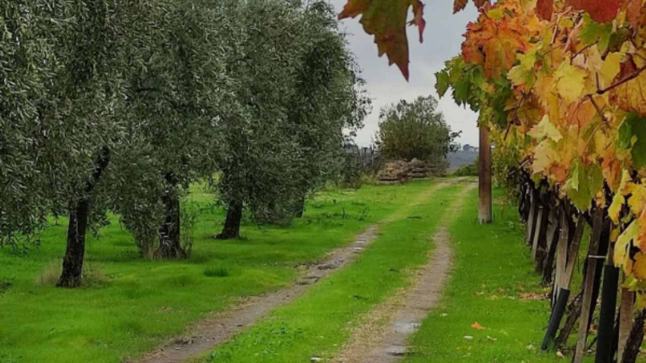 Foglie morte? L'autunno appena arrivato arretra già - Piemontetopnews.it