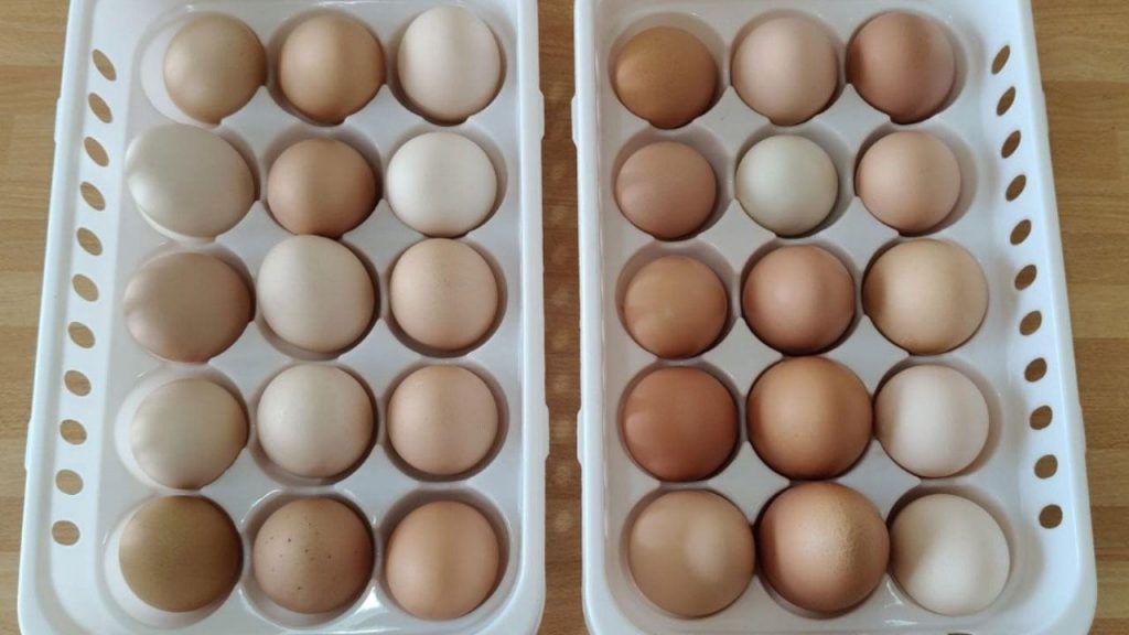 Questo è il supermercato più economico di sempre, 32 uova a poco più di € 2,00 | Con lo stipendio ci mandi avanti 3 famiglie