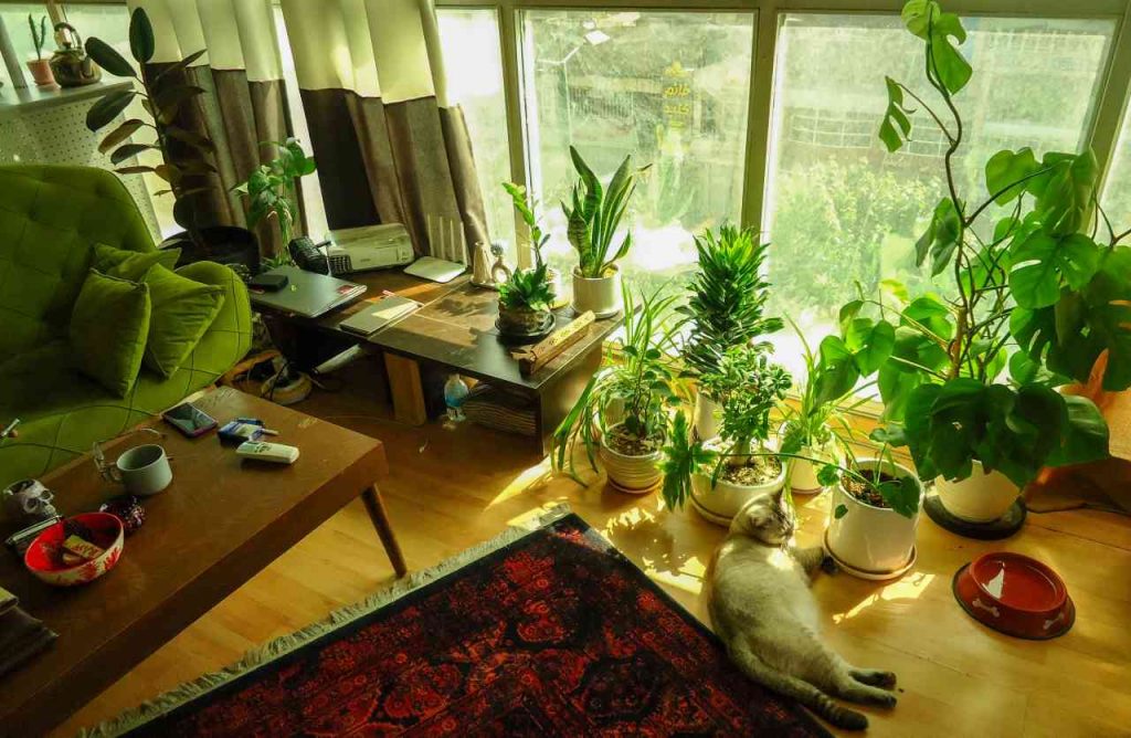 camera con piante davanti al balcone e gatto