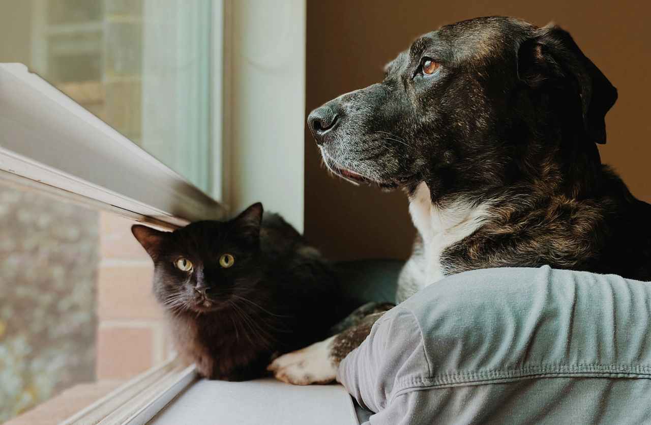 cane e gatto accanto ad una finestra